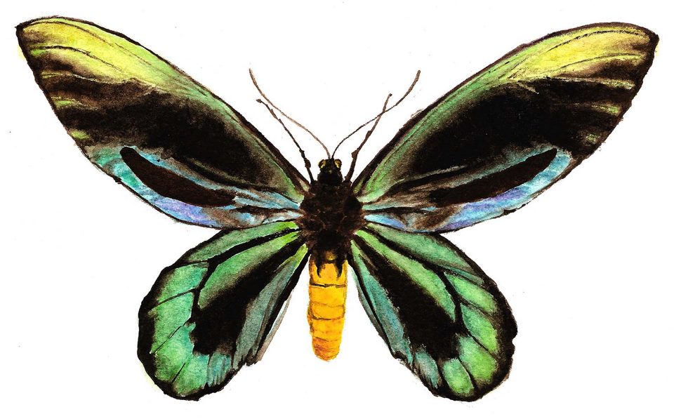 Ornithoptera alexandrae male (melanic aberration (rothschild 1907)) Internet Image property of respective owner, non-commercial use only